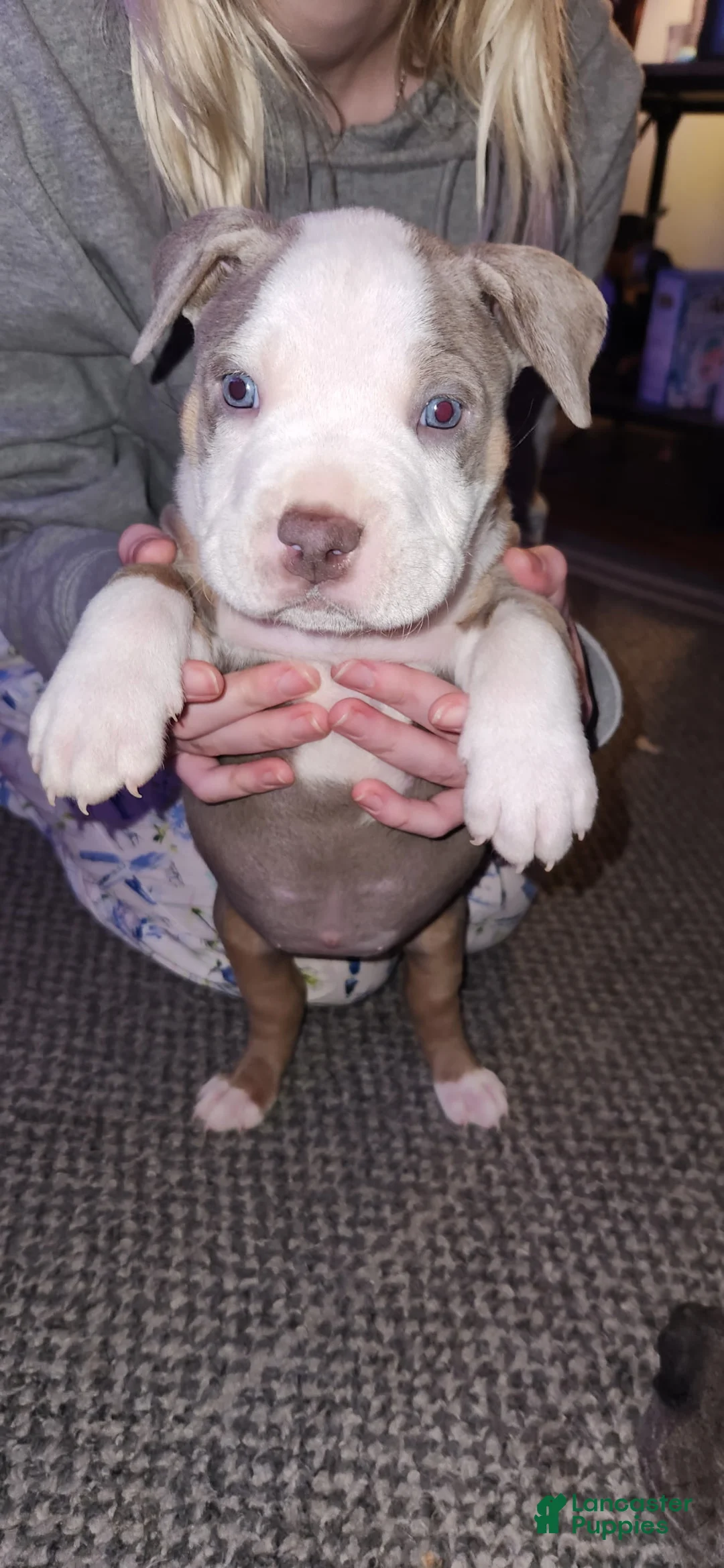 American Bully dogs for sale: American Bully Puppy 2 - Ad 3