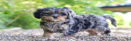 Cavapoo dogs for sale: Skeeter - Ad 5