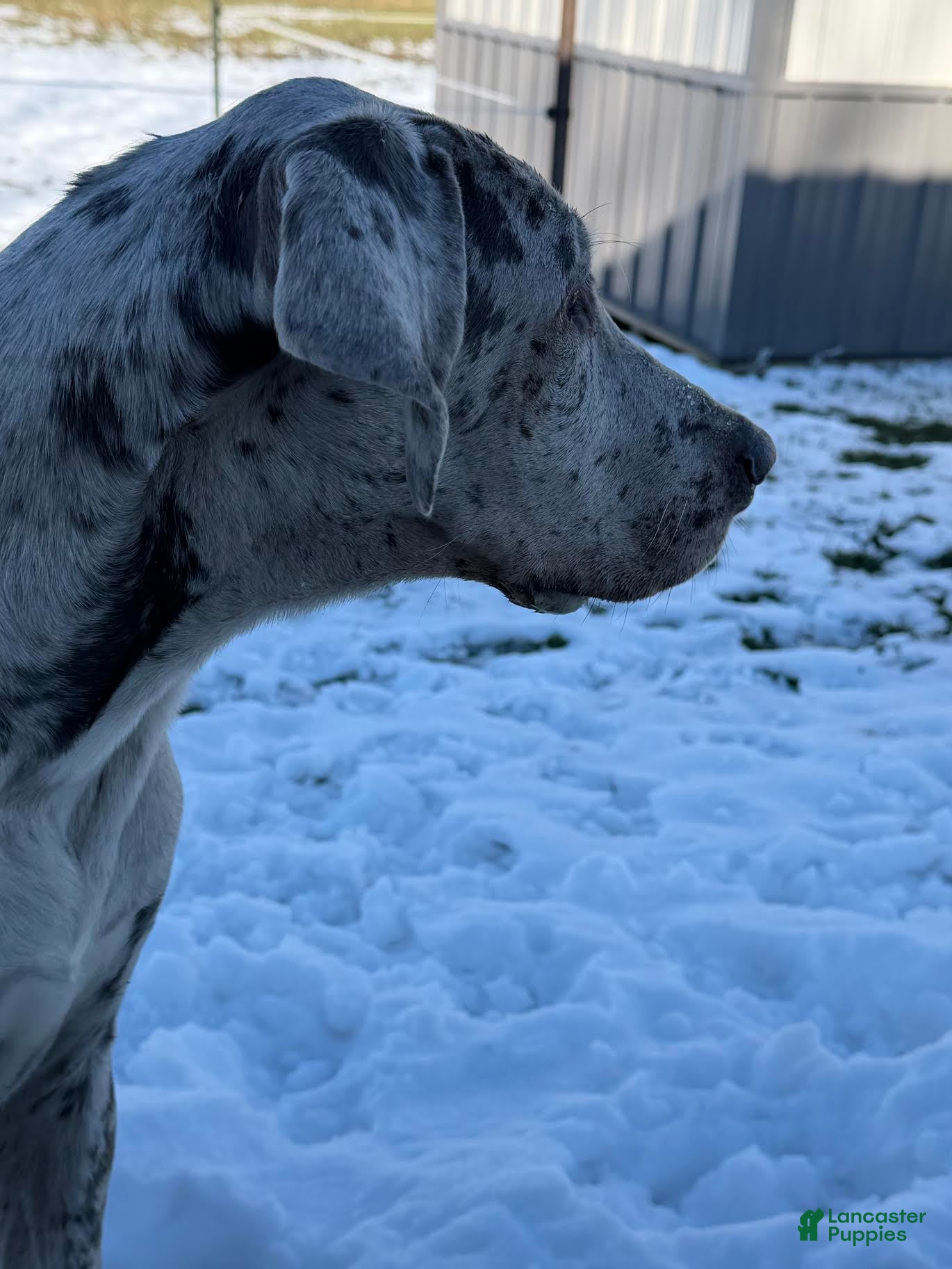 Great Dane dogs Wendy - Ad 21