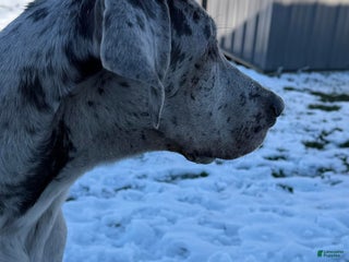 Great Dane dogs Wendy - Ad 22