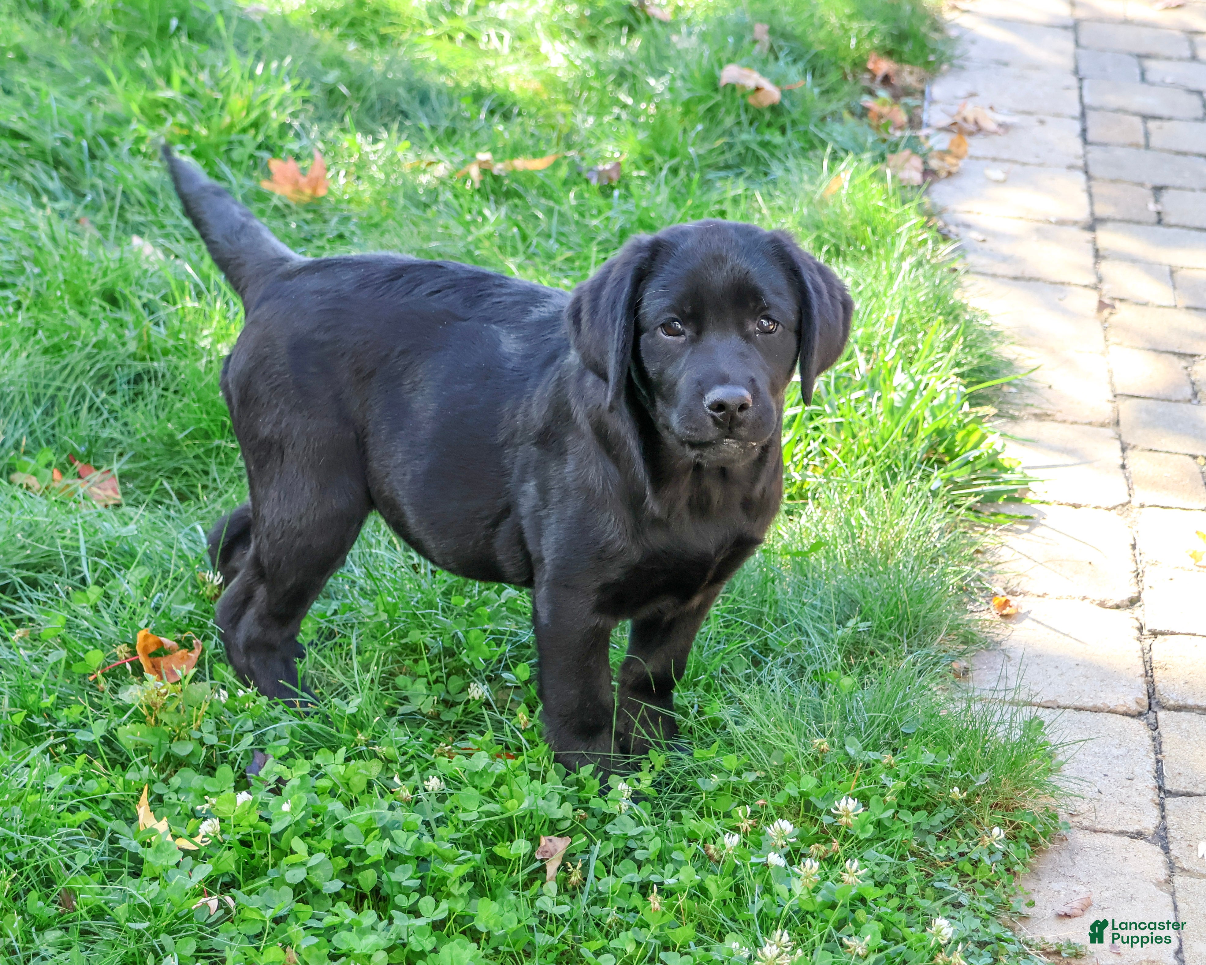 Labrador Retriever dogs for sale: Evangaline - Ad 2