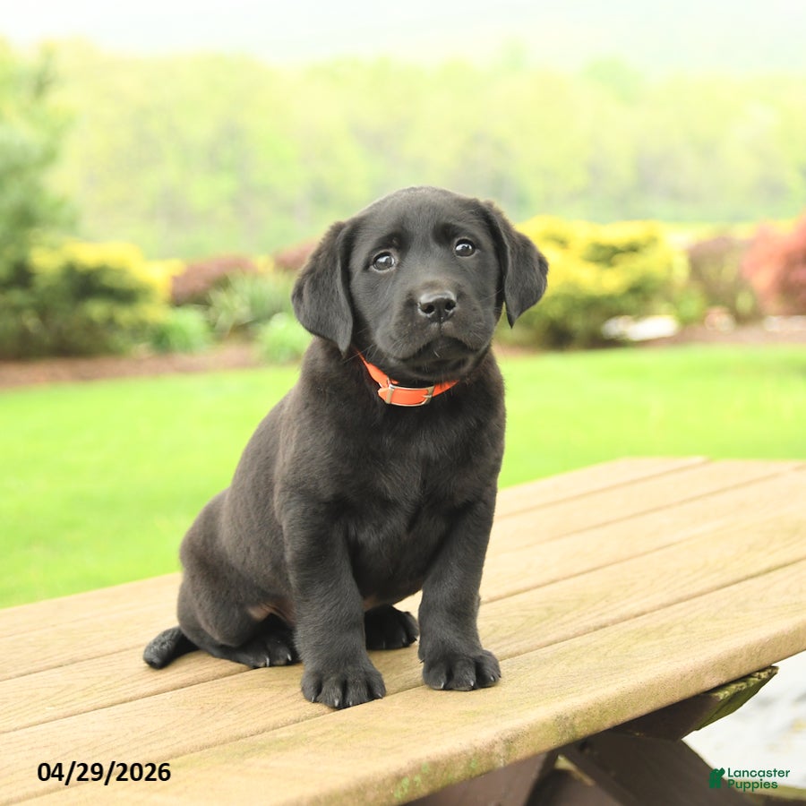 Labrador Retriever dogs for sale: Baxter - Ad 4
