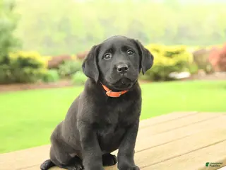 Labrador Retriever dogs for sale: Baxter - Ad 4