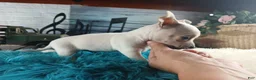 Chihuahua dogs for sale: Haleys white boy. Hand Delivery  - Ad 4