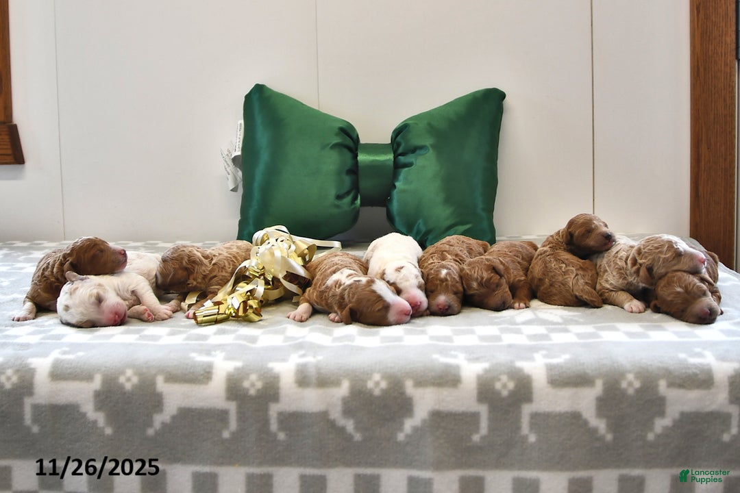 Mini Goldendoodle dogs for sale: Freddie - Ad 4