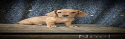 Dachshund dogs for sale: Noel - Ad 5