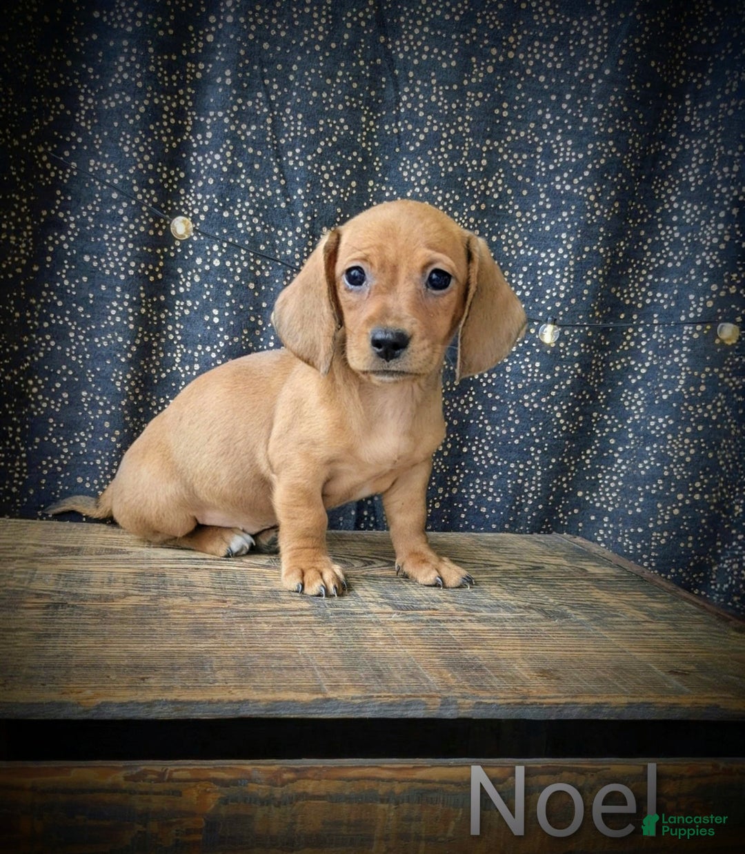 Dachshund dogs for sale: Noel - Ad 5