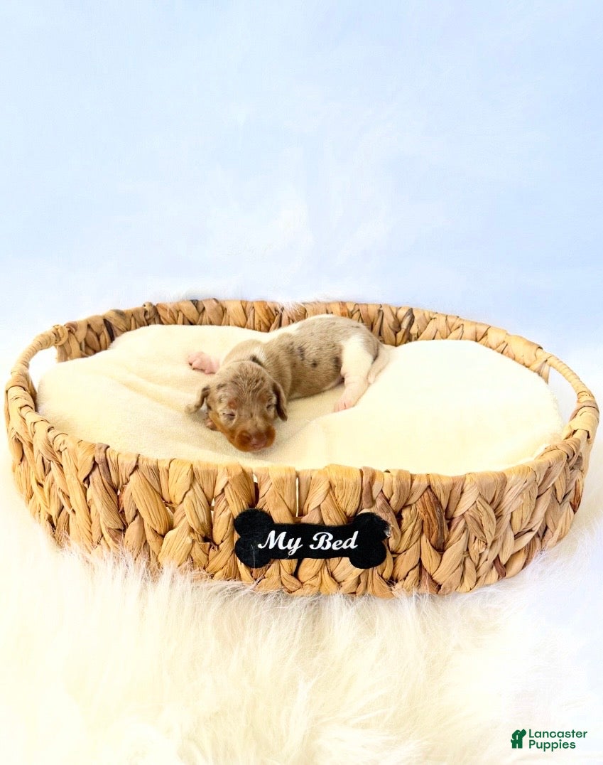 Miniature Dachshund dogs AKC Belle  - Ad 10
