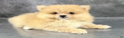 Pomeranian dogs for sale: Roo - Ad 4