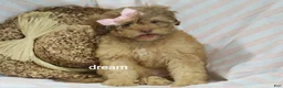 Shihpoo dogs for sale: Sage - Ad 8