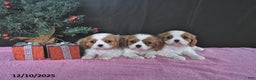 Cavalier King Charles Spaniel dogs for sale: Ellie CHAMPION BLOODLINES - Ad 3