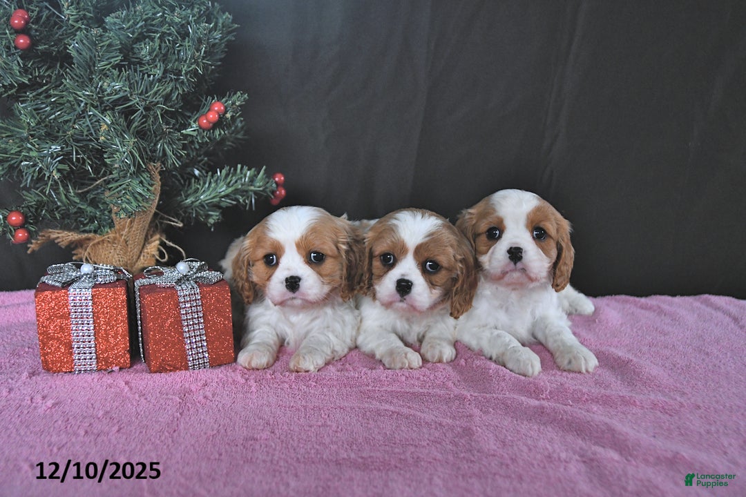 Cavalier King Charles Spaniel dogs for sale: Ellie CHAMPION BLOODLINES - Ad 3