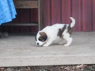 Saint Bernard dogs for sale: Sienna - Ad 3