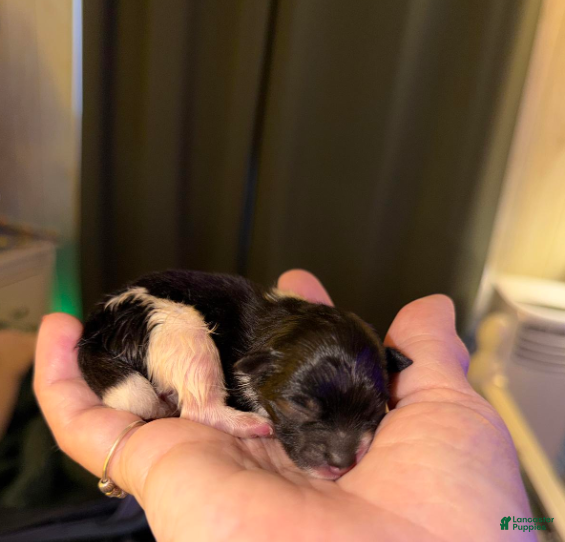 Pomeranian dogs Blackie - Ad 34