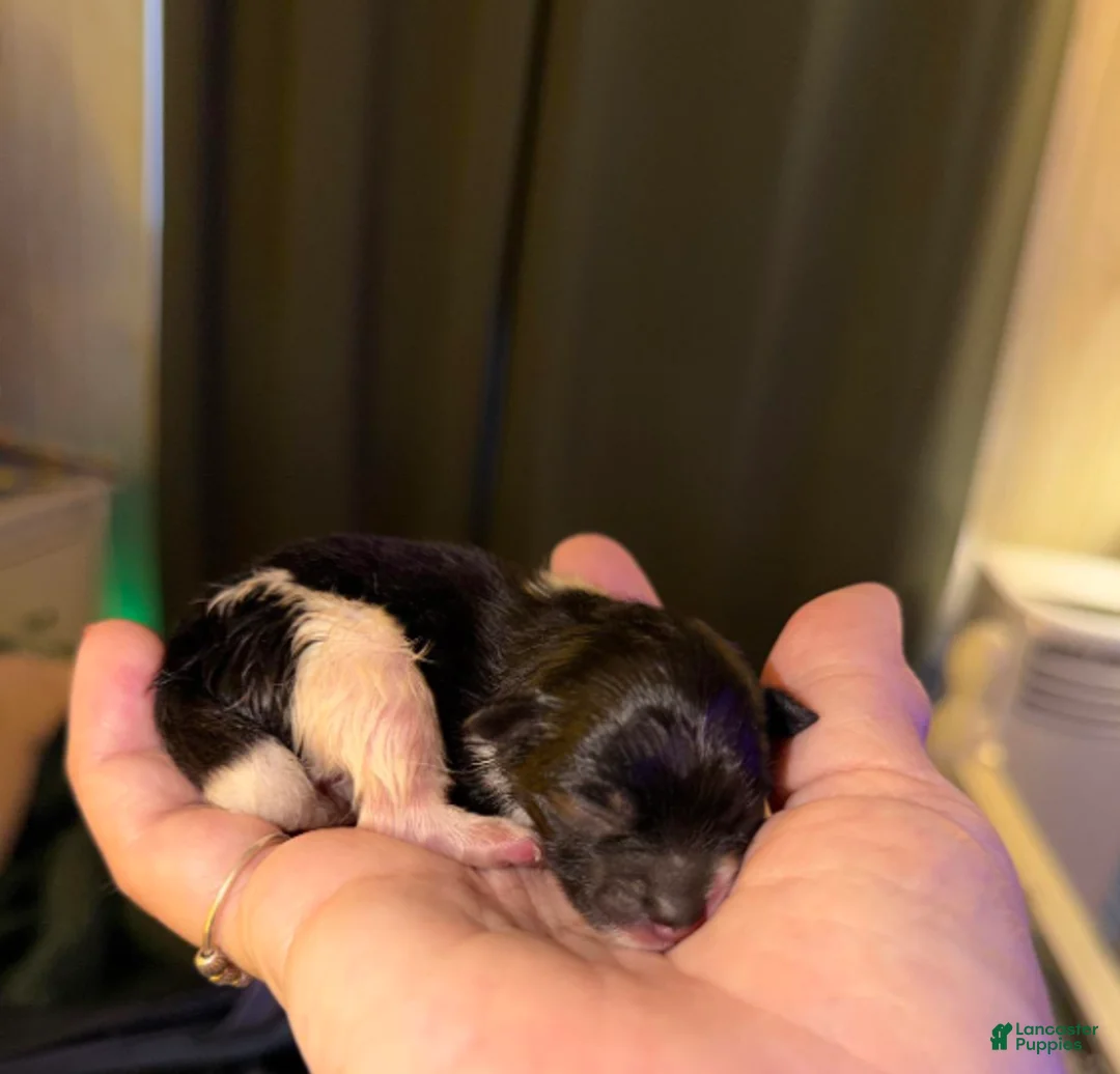 Pomeranian dogs for sale: Blackie - Ad 1