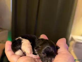 Pomeranian dogs Blackie - Ad 34
