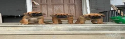 South African Boerboels dogs for sale: LGK NALA  - Ad 2