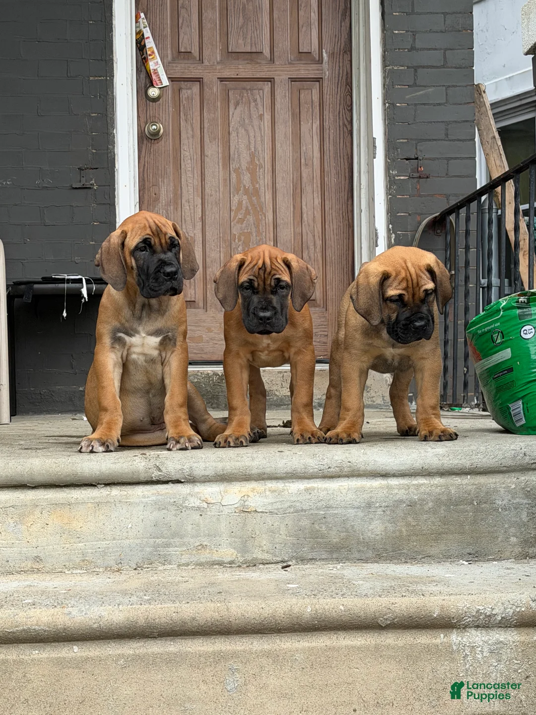 South African Boerboels dogs for sale: LGK NALA  - Ad 2