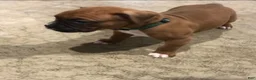 Boxer dogs for sale: Boxer Puppy 2 - Ad 4