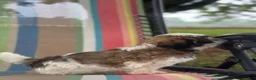 Malshi dogs for sale: Boy_3 - Ad 2