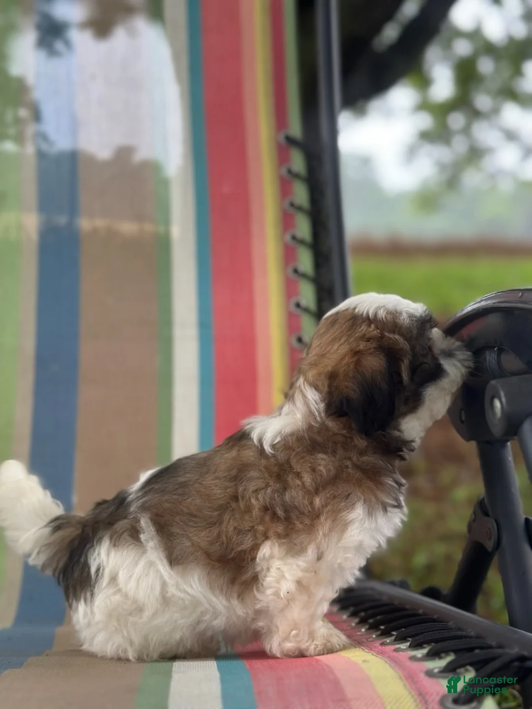 Malshi dogs for sale: Boy_3 - Ad 2
