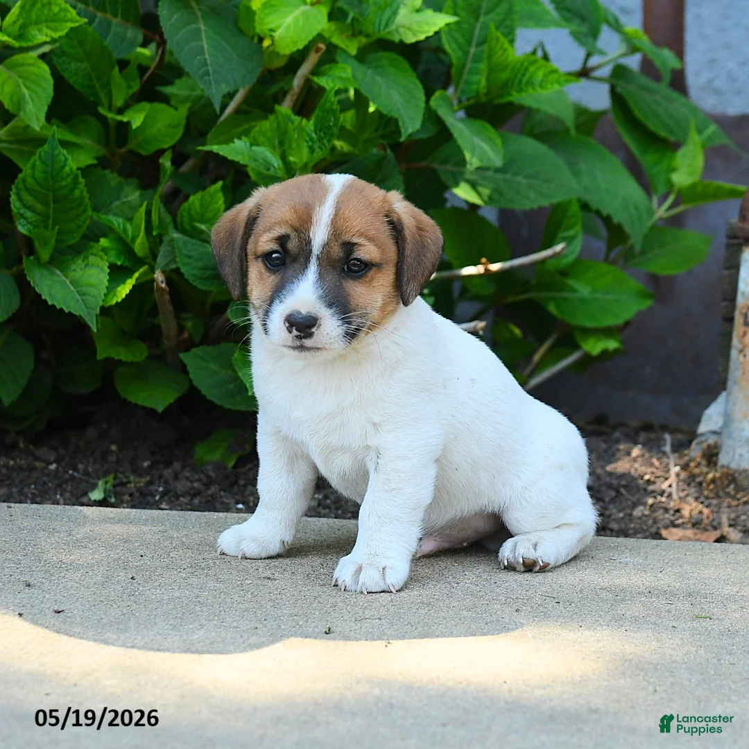 Jack Russell Terrier dogs for sale: Benedict - Ad 3