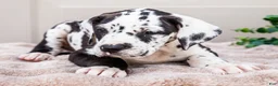 Great Dane dogs for sale: Lilly - Ad 12