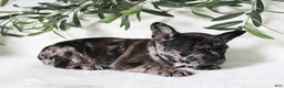 Frenchton dogs for sale: Indie  - Ad 4