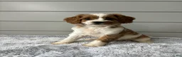 Cavapoo dogs for sale: Sky - Ad 5