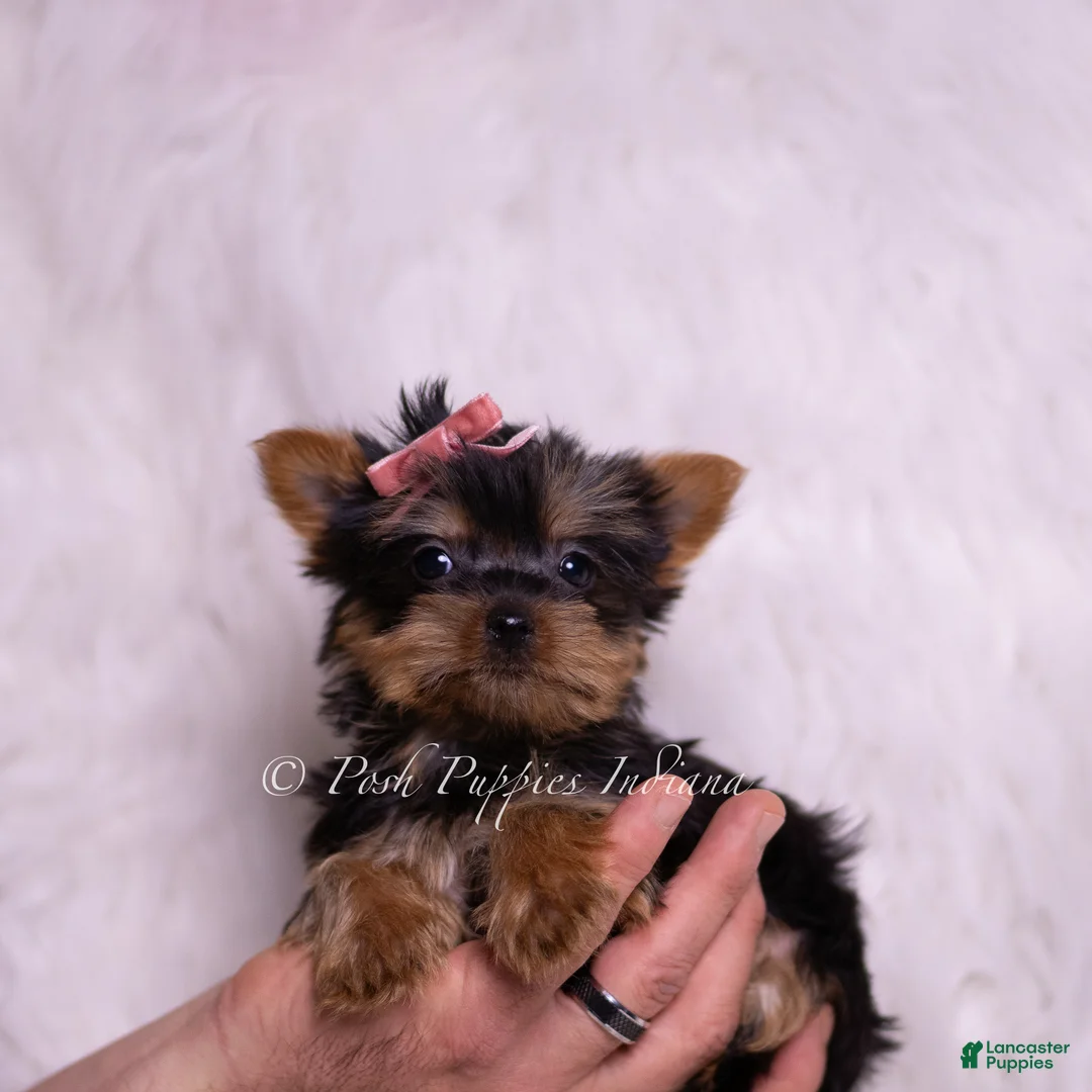 Yorkshire Terrier dogs for sale: Queenie - Ad 1