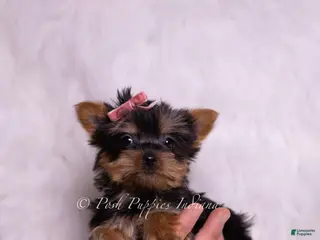 Yorkshire Terrier dogs Queenie - Ad 26