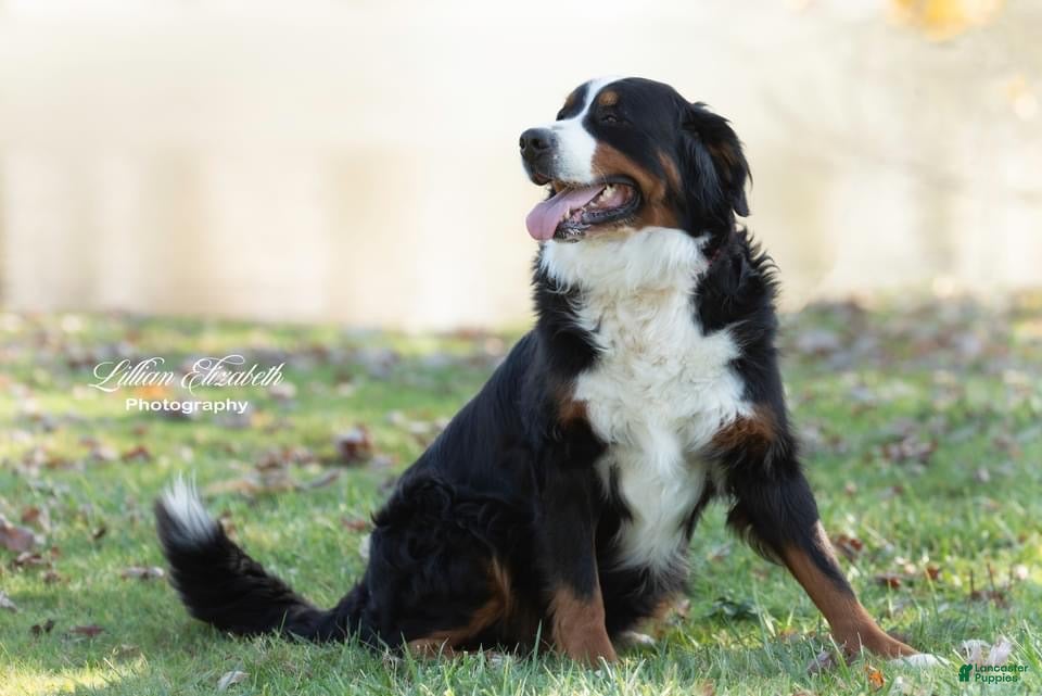 Bernese Mountain Dog dogs Bernese Mountain Dog 4 ROSE - Ad 2