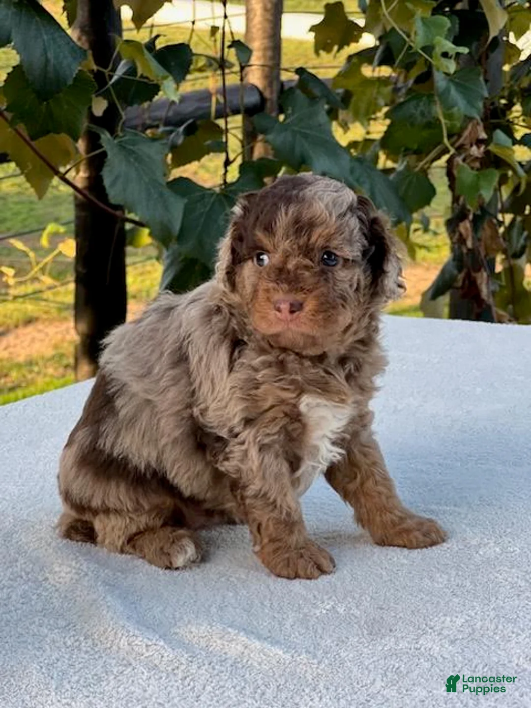 Aussiedoodle dogs for sale: Hazel Miniature Aussiedoodle  - Ad 1