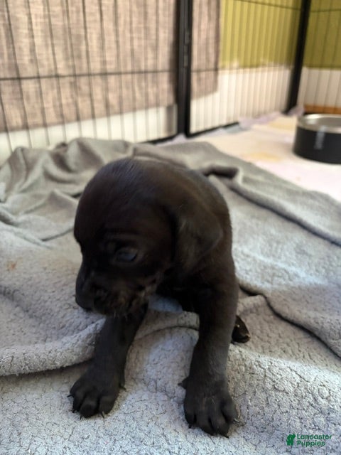 Catahoula Leopard Dog dogs Cinder - Ad 1