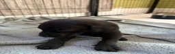 Catahoula Leopard Dog dogs for sale: Cinder - Ad 1