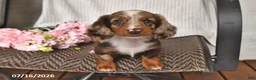 Miniature Dachshund dogs for sale: Kyron - Ad 3