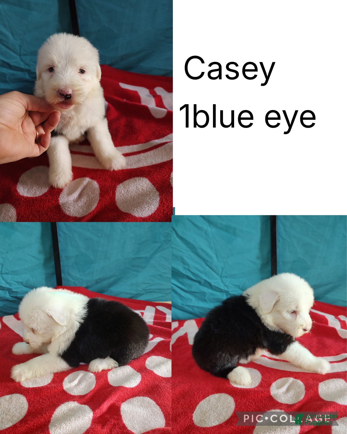 Old English Sheepdog dogs Old English Sheepdog Puppy 9 - Ad 1