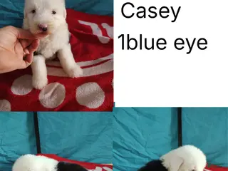 Old English Sheepdog dogs for sale: Old English Sheepdog Puppy 9 - Ad 1