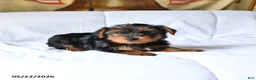 Yorkshire Terrier dogs for sale: Milo - Ad 3