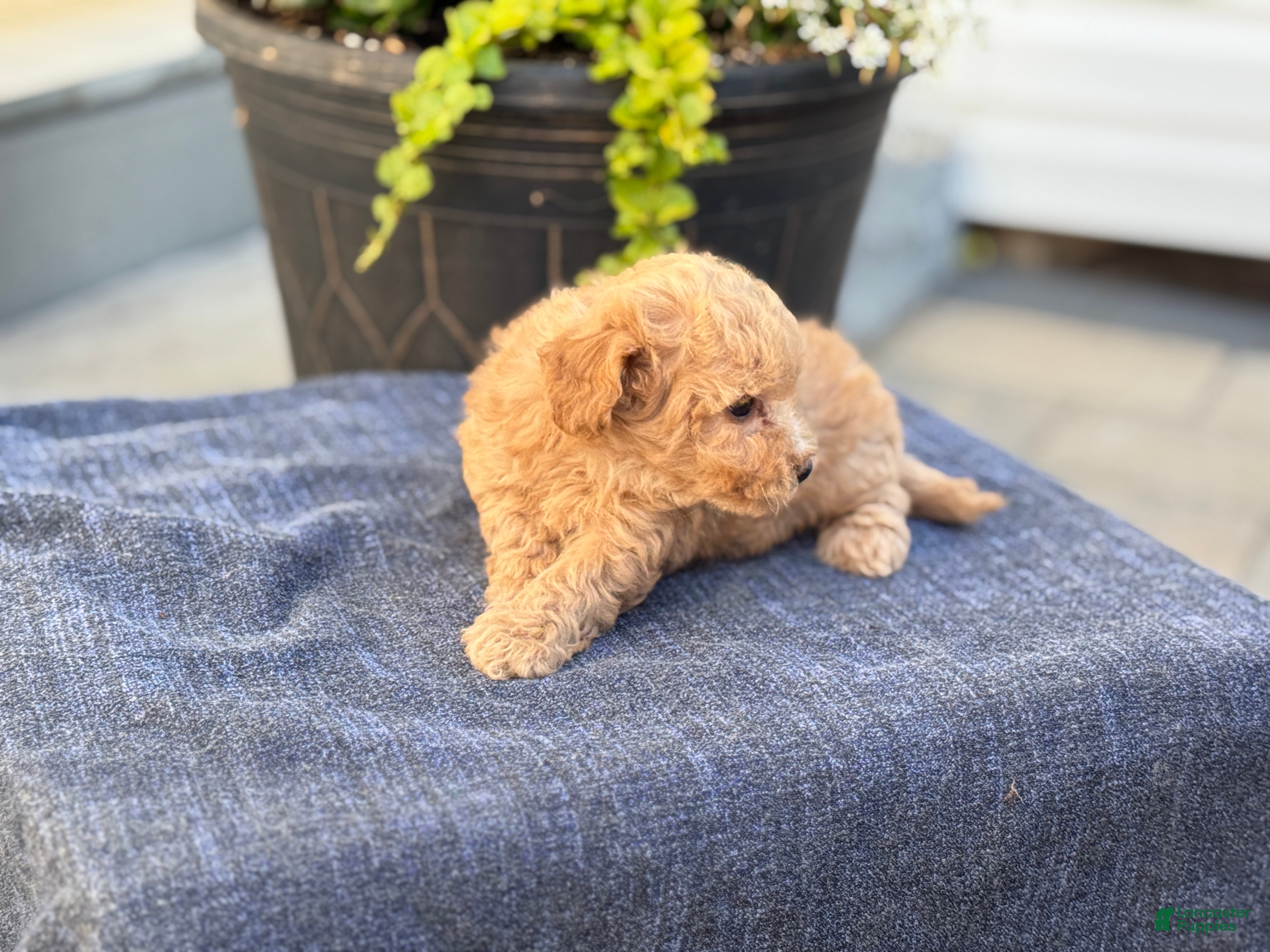 Bichpoo dogs for sale: Flora - Ad 4
