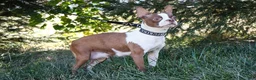 Boston Terrier dogs for sale: Randy - Ad 4