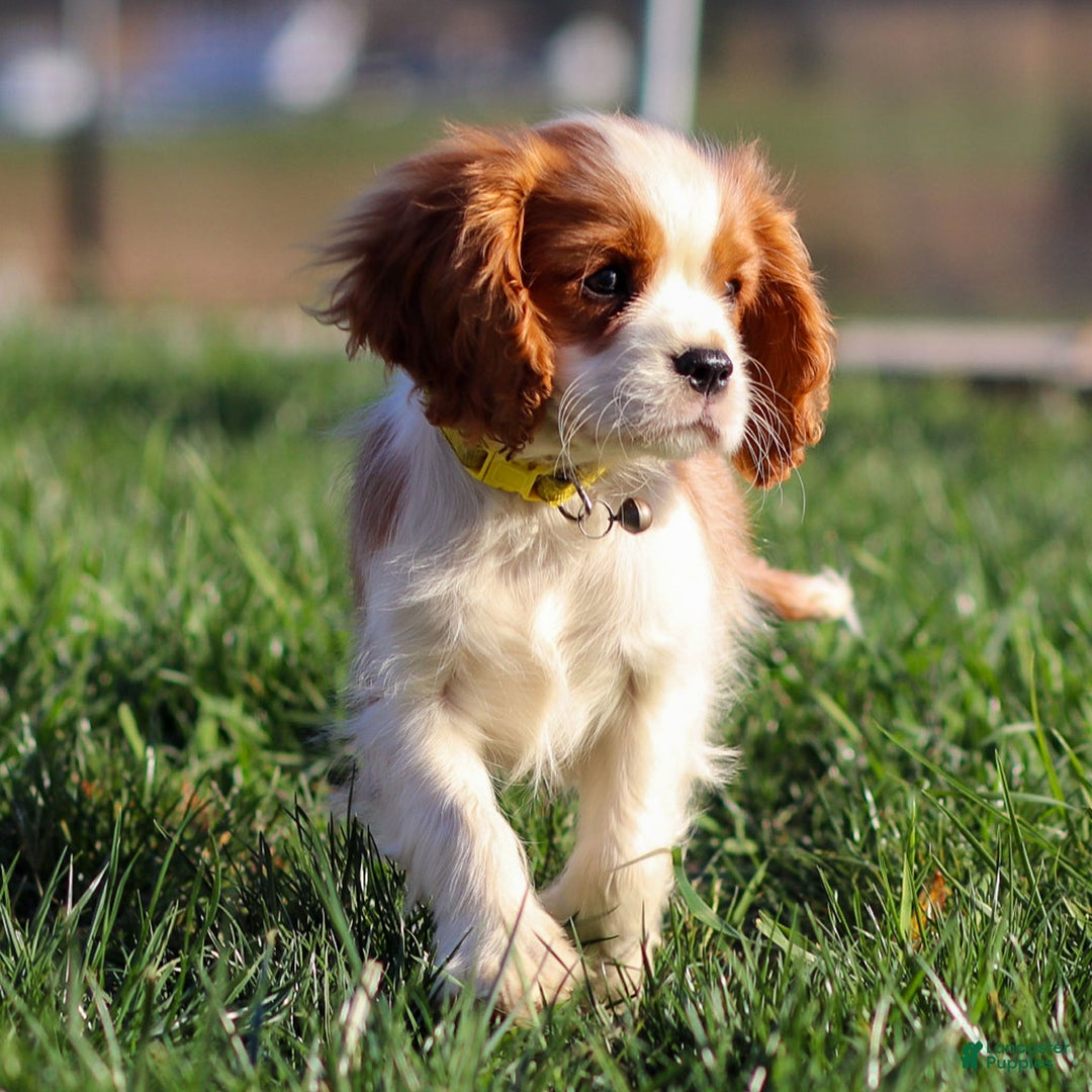 Cavalier King Charles Spaniel dogs for sale: Cash - Ad 11