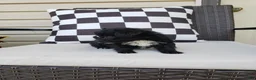 Yorkiepoo dogs for sale: Yorkiepoo 2 - Ad 6