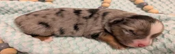 Toy Australian Shepherd dogs for sale: Toy Australian Shepherd 3 - Ad 2