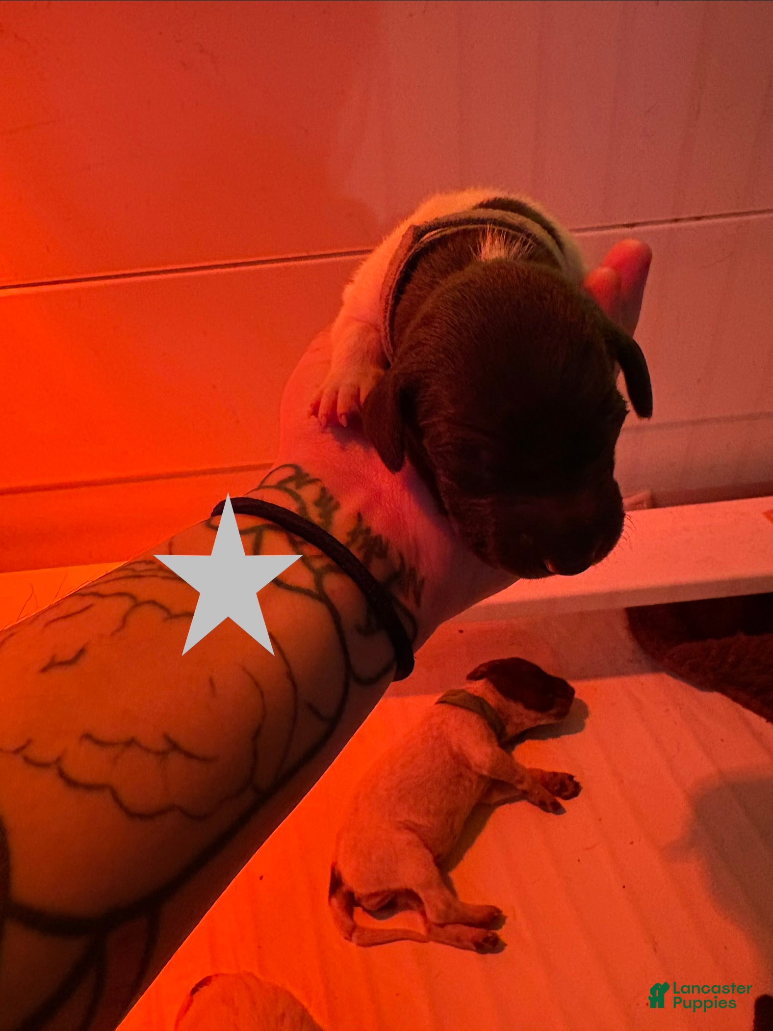 German Shorthaired Pointer dogs Downy - Ad 7