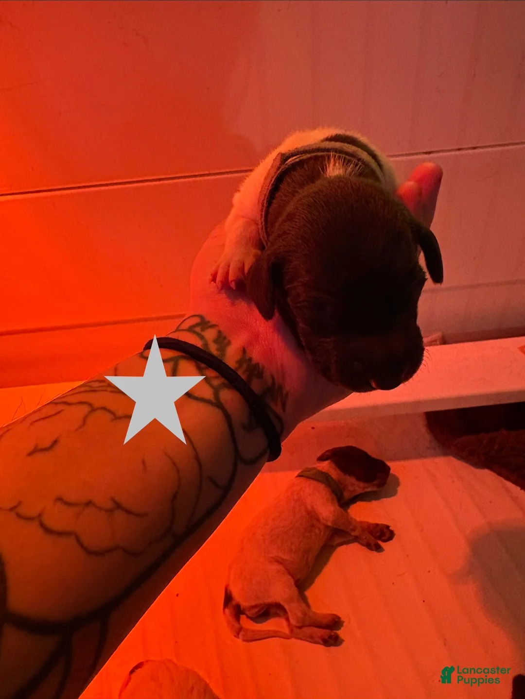 German Shorthaired Pointer dogs for sale: Downy - Ad 1