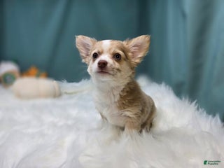 Chihuahua dogs Max - Ad 1