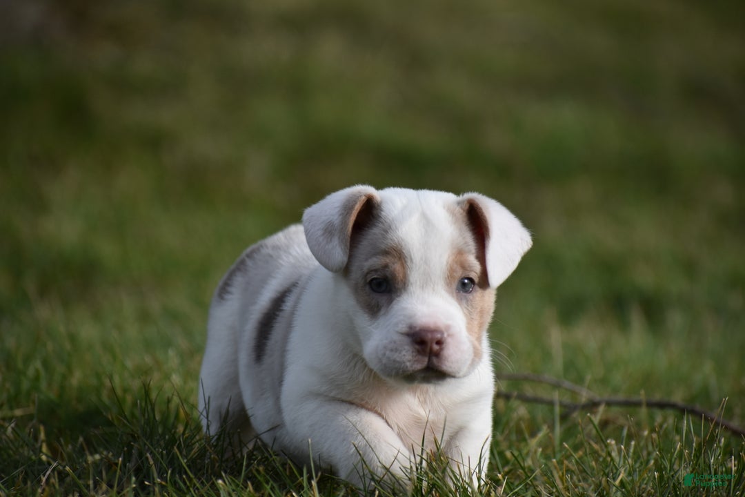 Mixed Breed dogs for sale: Jane - Ad 4