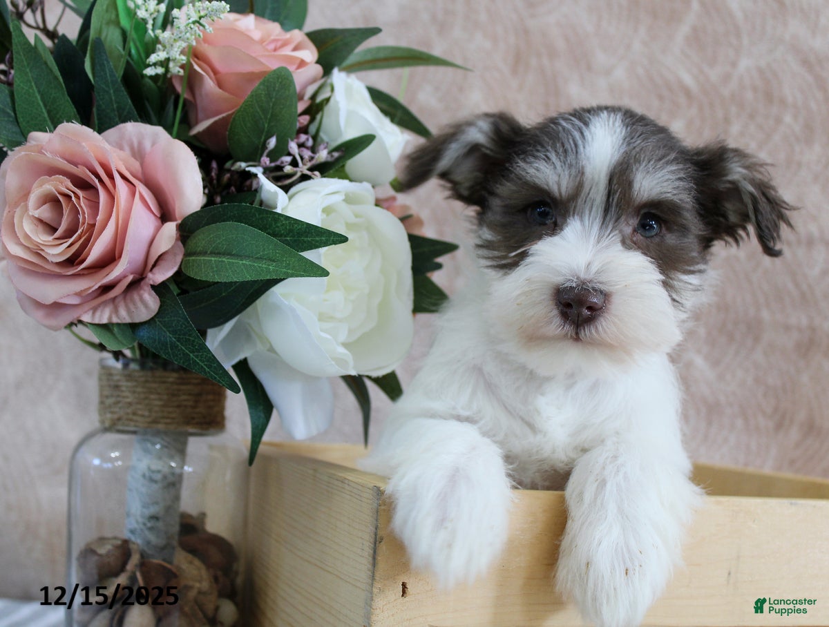 Miniature Schnauzer dogs Parker - Ad 19