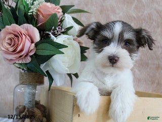 Miniature Schnauzer dogs Parker - Ad 19